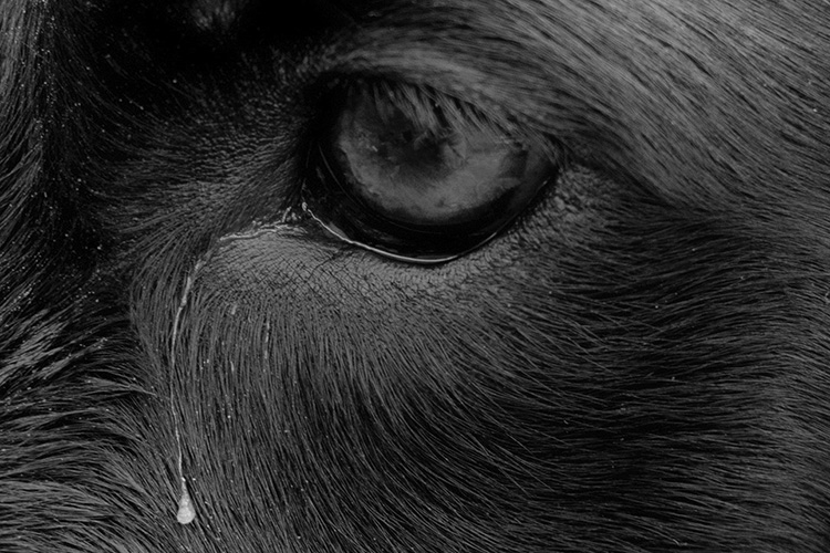 BIEN (British? Irish? Either? Neither?)