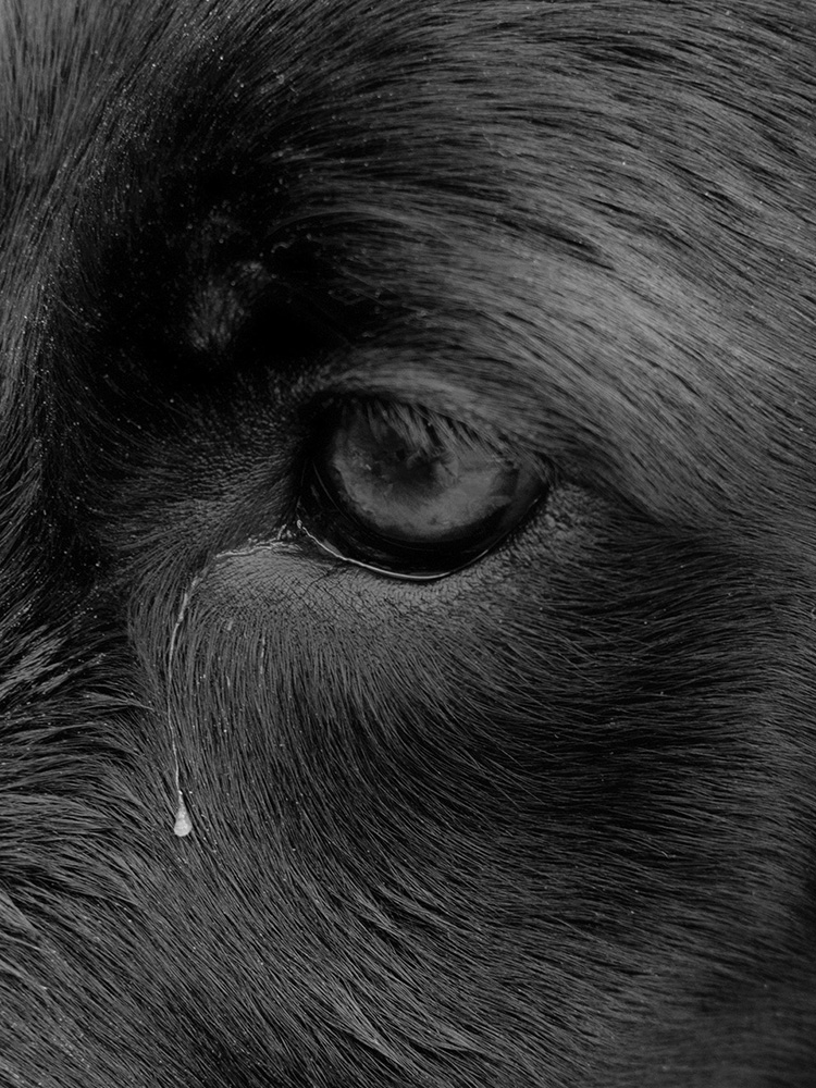 BIEN (British? Irish? Either? Neither?)