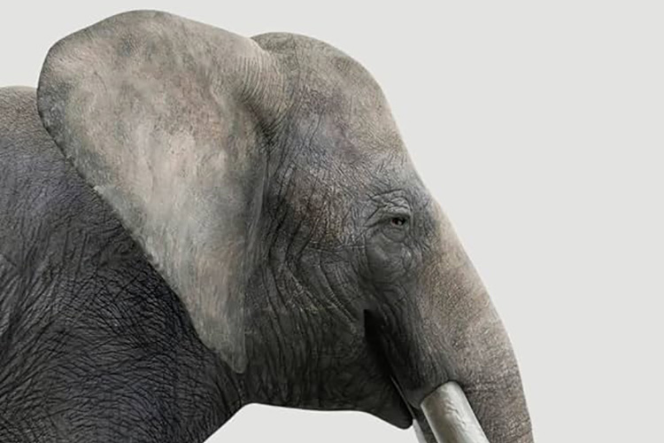 Colin Graham: ‘Sensation’ and ‘I am the Border, so I am’